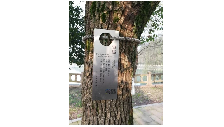 植树节故事|“浙科大树”枝繁叶茂